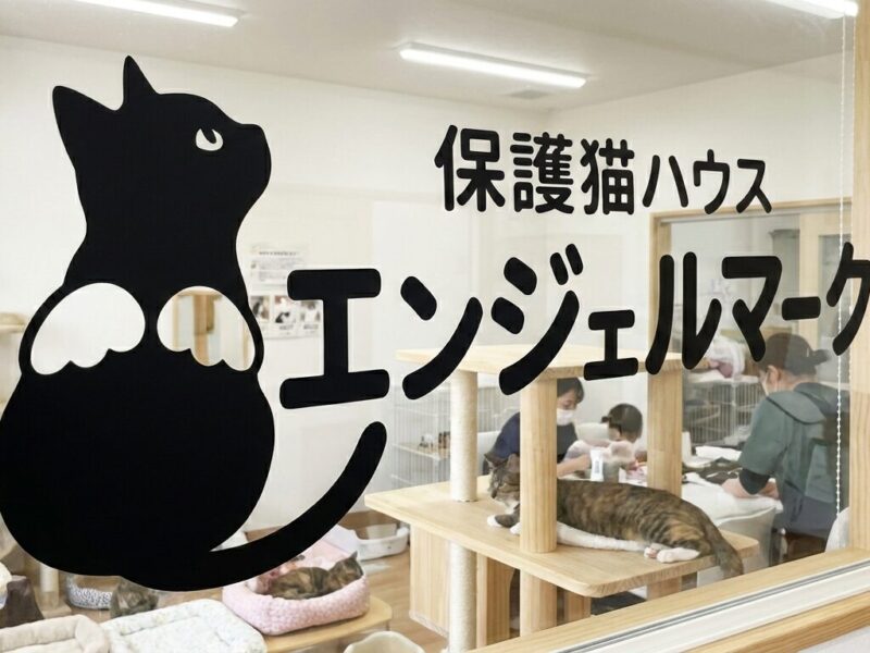 保護猫ハウスのウインドウサイン